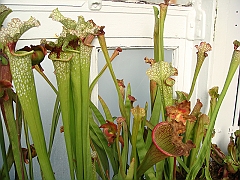 338 Longwood Gardens [2008 August 23]